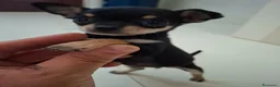 Chihuahua cani in vendita: Chihuahua femmina - Annuncio 4