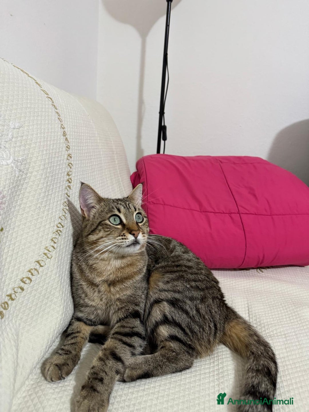 Meticcio gatti in regalo: Gigio micio di due anni - Annuncio 1