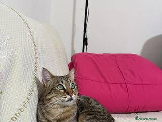 Meticcio gatti Gigio micio di due anni - Annuncio 17