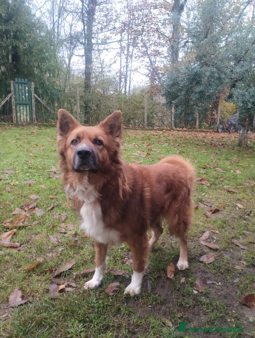 Meticcio cani in regalo: DANKON a Città metropolitana di Roma Capitale - Annuncio 10