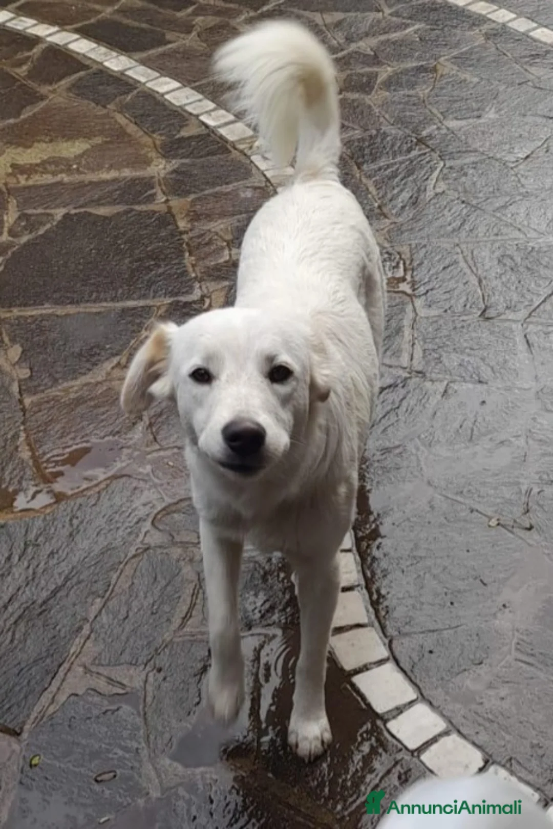 Meticcio cani in regalo: 4mesi sopravvissuta,i fratelli deceduti! SICILIA - Annuncio 2