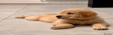 Golden Retriever 2
