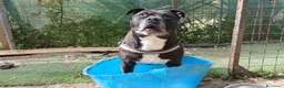 Pitbull cani in regalo: dolce roy in regalo - Annuncio 2