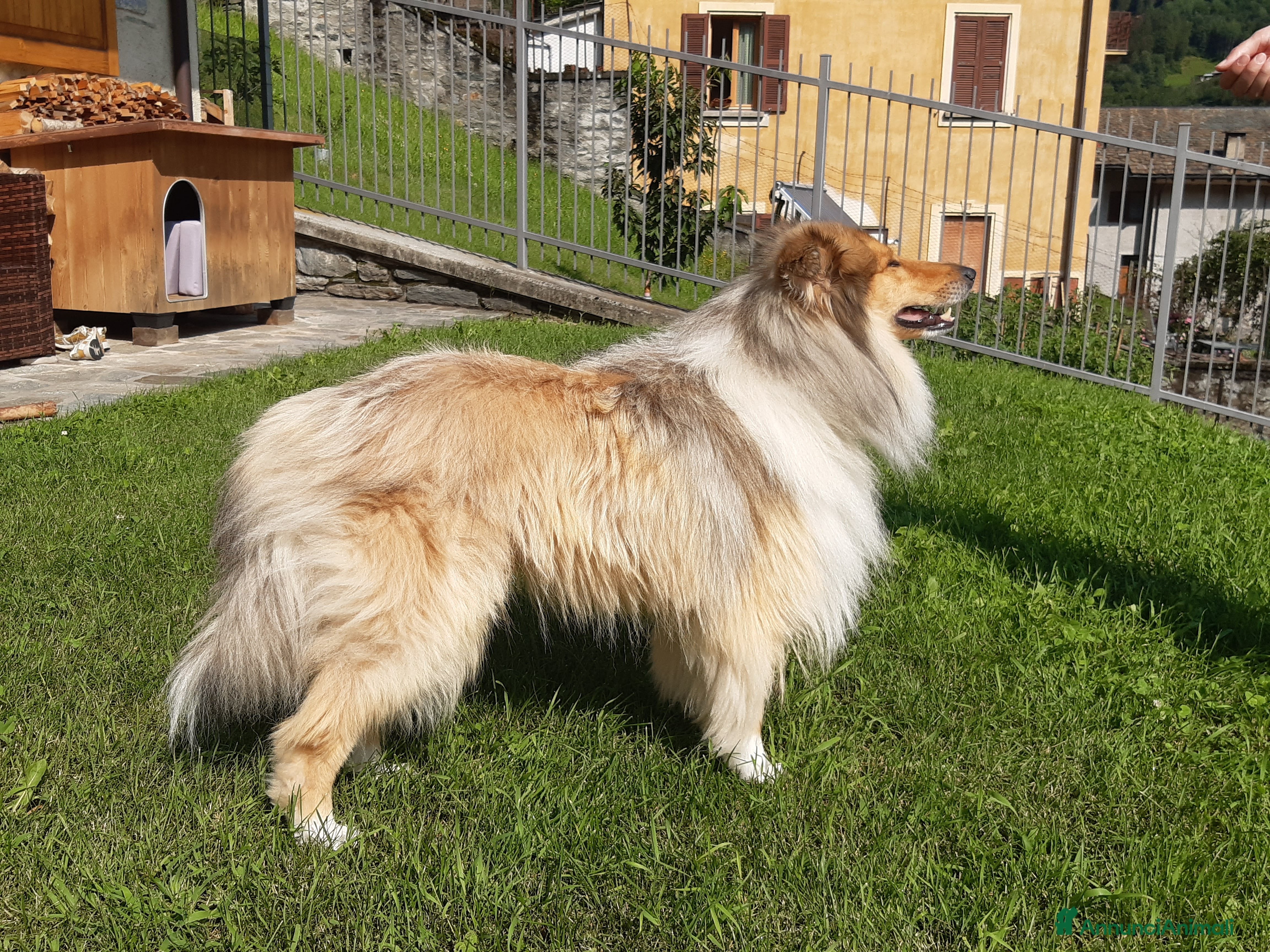 Collie cani Pastore scozzese maschio per monta e accoppiamento - Annuncio 16