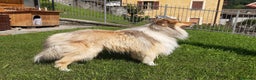 Collie cani per accoppiamento: Pastore scozzese maschio per monta e accoppiamento - Annuncio 1