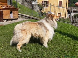 Collie cani Pastore scozzese maschio per monta e accoppiamento - Annuncio 24