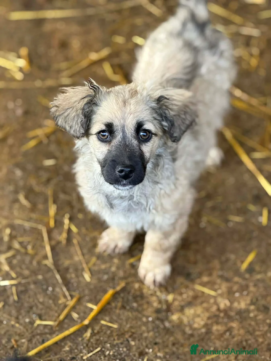 Meticcio cani in regalo: VANESA, cucciola TG PICCOLA super coccolona - Annuncio 2