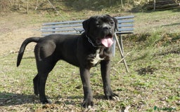 Cane Corso cani in vendita: spettacolari cuccioli di cane corso a Provincia di Cuneo - Immagine 18