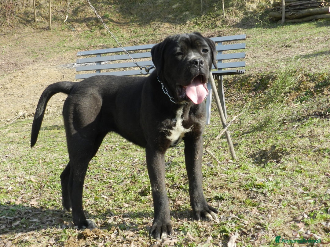Cane Corso cani in vendita: spettacolari cuccioli di cane corso a Provincia di Cuneo - Immagine 18