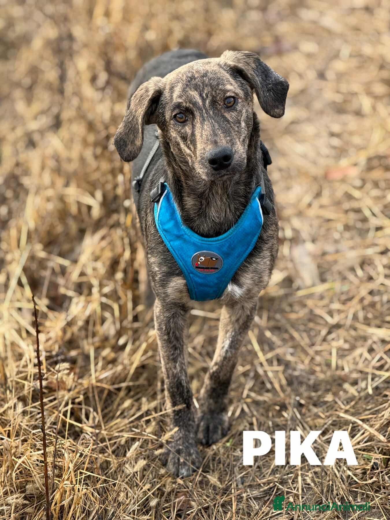 Meticcio cani PIKA, cucciola dolce e timida rimasta sola. - Annuncio 10