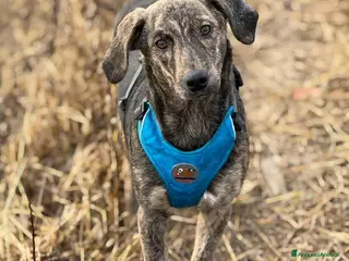 Meticcio cani PIKA, cucciola dolce e timida rimasta sola. - Annuncio 29