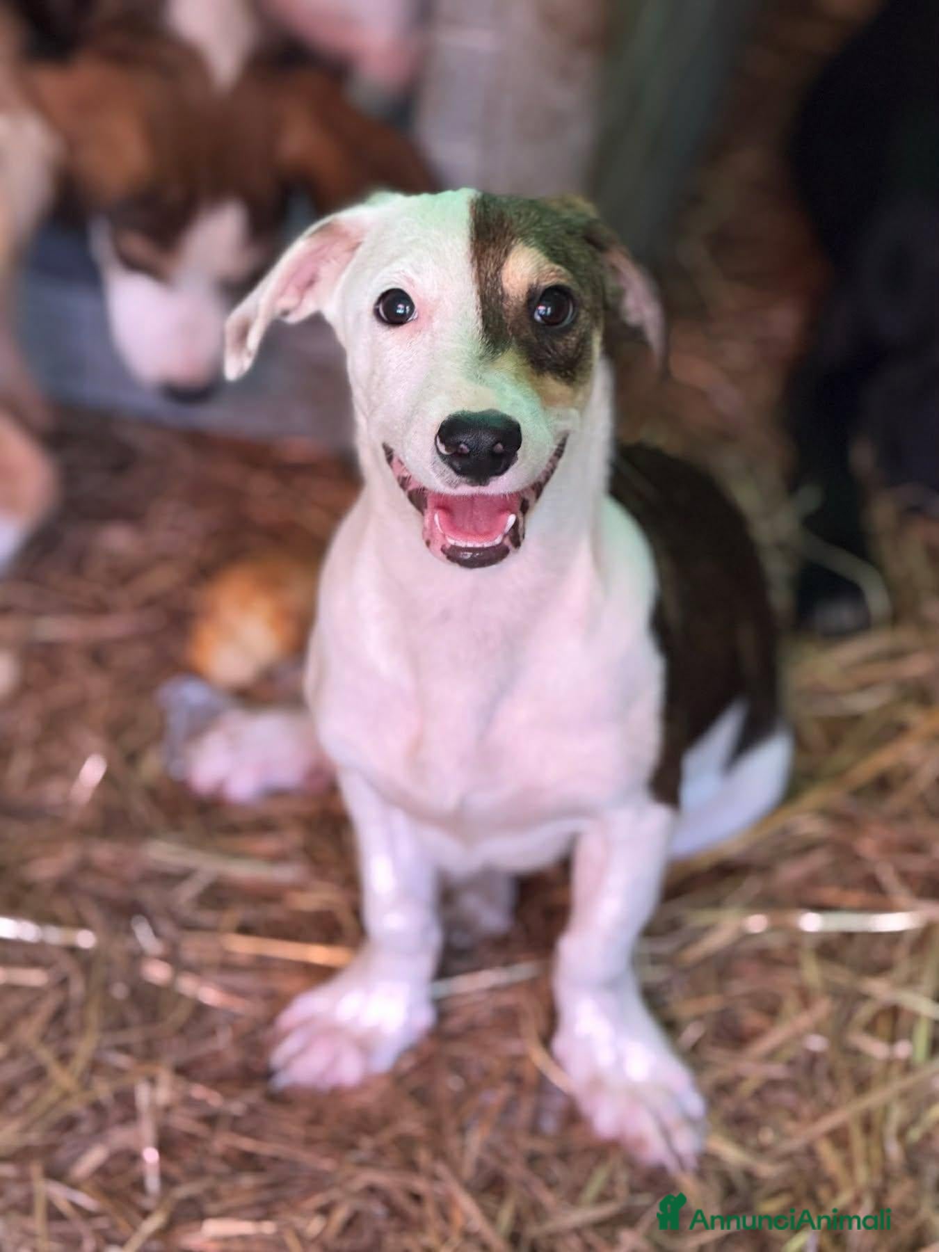 Meticcio cani FAN, timido cucciolo ZAMPACORTA! tg PICCOLA - Annuncio 15