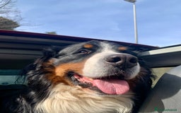 Bovaro del Bernese cani per accoppiamento: Bovaro del Bernese maschio per monta a Città metropolitana di Roma Capitale - Immagine 3