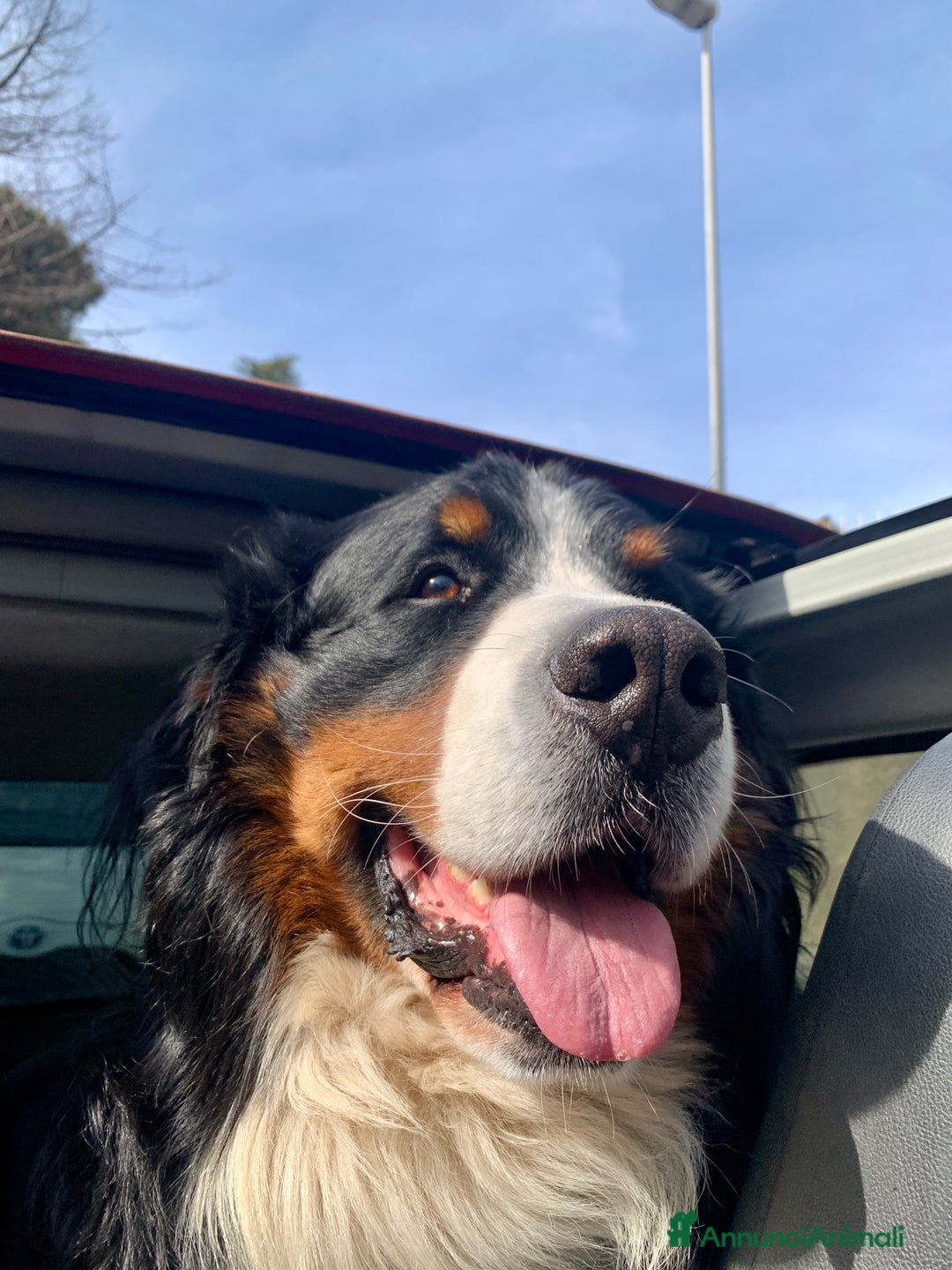 Bovaro del Bernese cani per accoppiamento: Bovaro del Bernese maschio per monta a Città metropolitana di Roma Capitale - Immagine 3