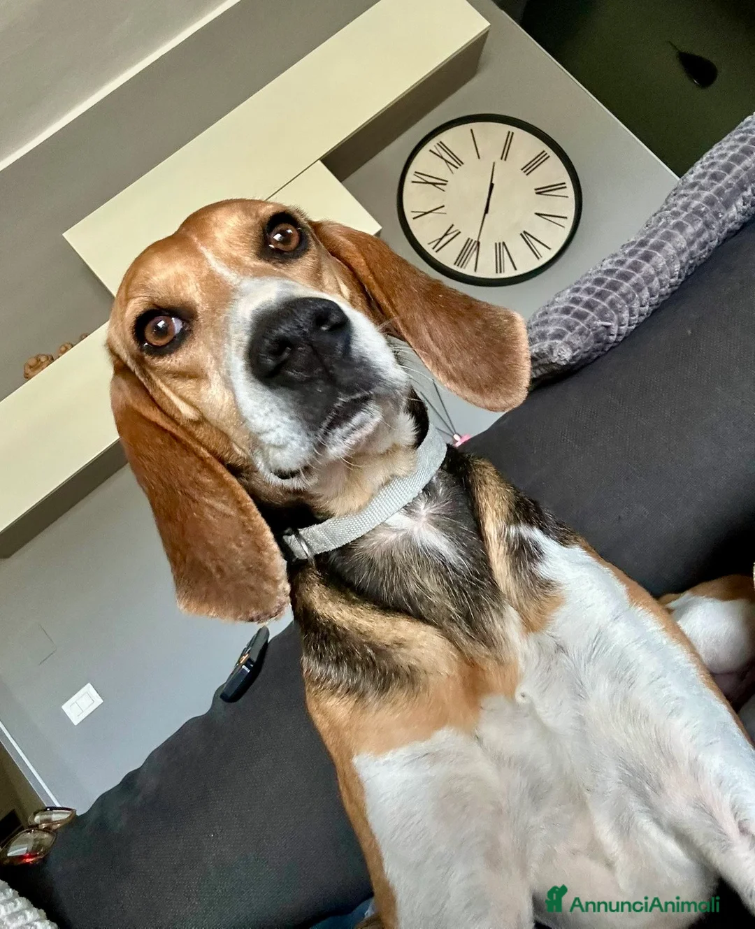 Beagle cani in regalo: Luna dolcissima simil beagle di 4 anni tg media a Provincia di Novara - Annuncio 2