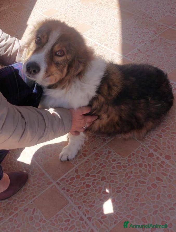 Meticcio cani Lola, dolcezza disarmante - Annuncio 16