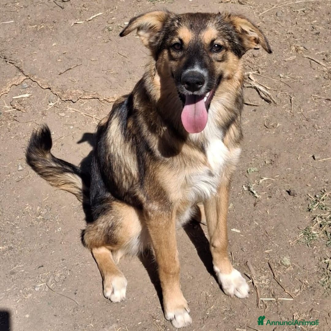 Meticcio cani in regalo: BRENDA 🩷 - cucciola di una dolcezza smisurata 🥺 - Annuncio 2