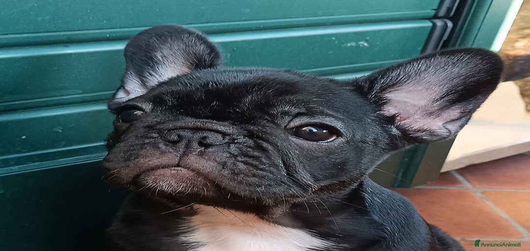 Immagine della galleria {{count}}