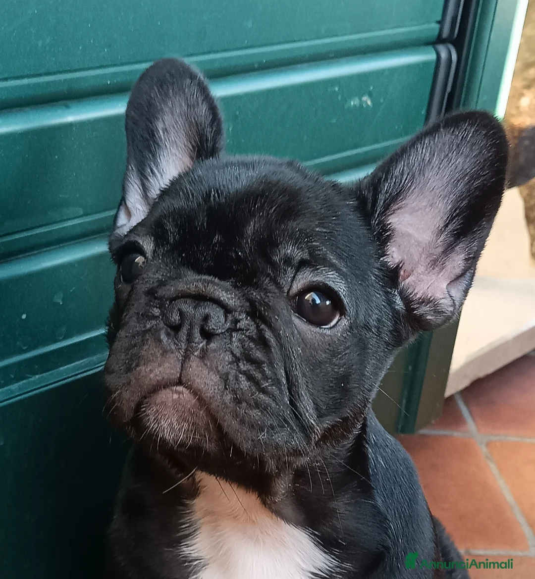 Immagine della galleria {{count}}