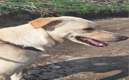 Labrador cani in regalo: Diana un cane speciale in cerca di casa  a Città metropolitana di Milano - Immagine 9