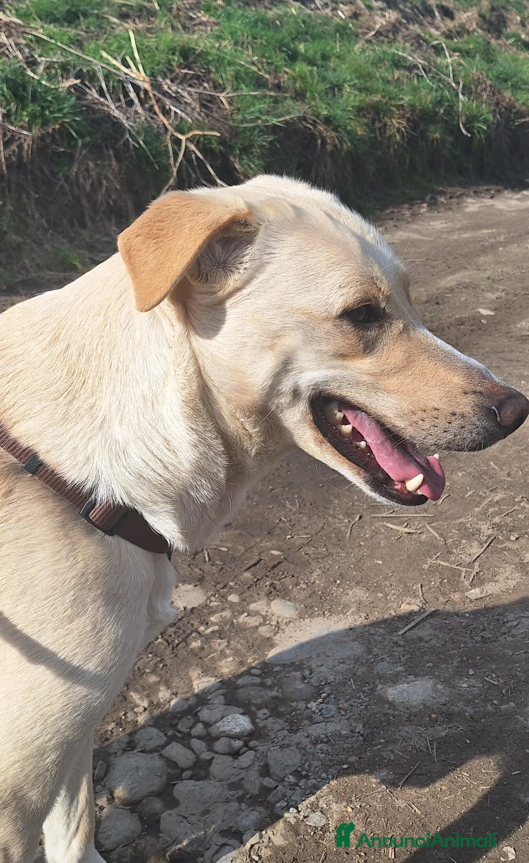 Labrador cani in regalo: Diana un cane speciale in cerca di casa  a Città metropolitana di Milano - Annuncio 9