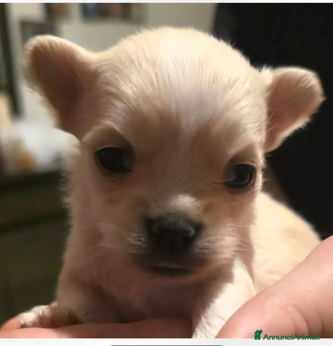 Chihuahua cani in vendita: Chihuahua pelo lungo - Annuncio 2