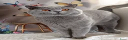 British gatti in vendita: BRITISH SHORTHAIR ROBYN  - Annuncio 3