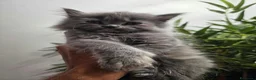 Persiano gatti in vendita: Gattina grigio blu persiana normotipo  - Annuncio 2