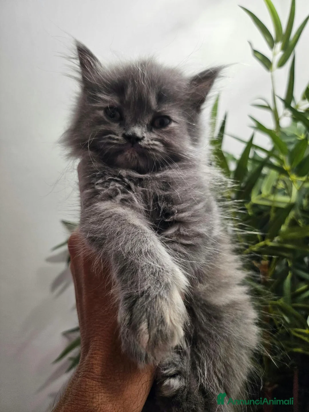 Persiano gatti in vendita: Gattina grigio blu persiana normotipo  - Annuncio 2