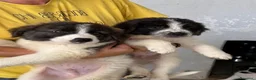 Meticcio cani in regalo: Meravigliosi cuccioli tg grande a Città Metropolitana di Torino - Annuncio 4