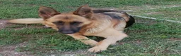 Pastore Tedesco cani in vendita: Vendesi cuccioli pastore tedesco  a Città Metropolitana di Torino - Annuncio 3