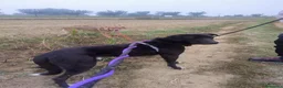 Meticcio cani in regalo: Gustavo cucciolone buonissimo - Annuncio 1
