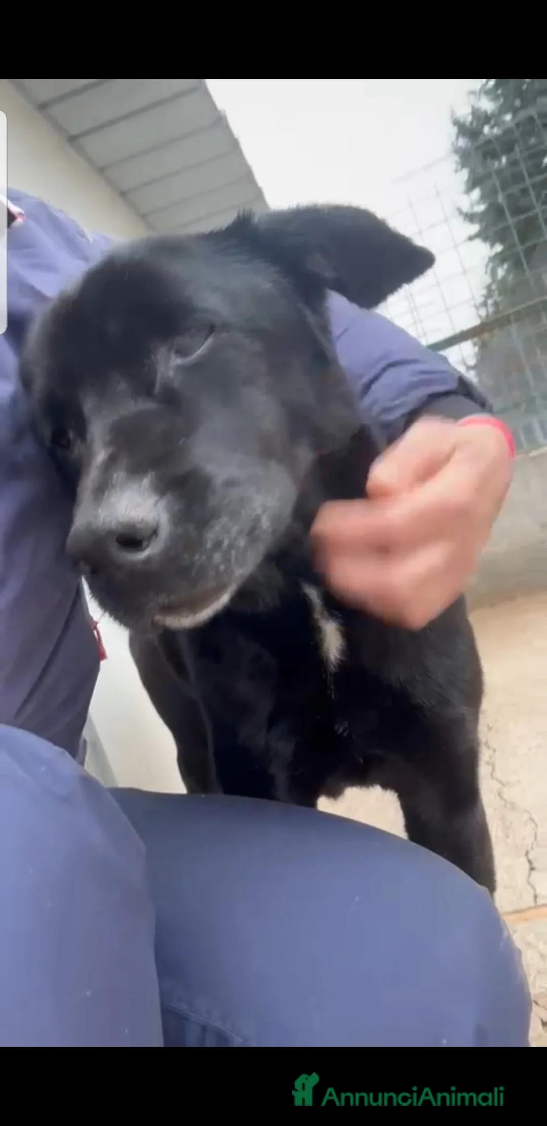 Meticcio cani in regalo: ADOZ.DEL💔:anziano,cieco,sordo,abband.stava morend - Annuncio 4