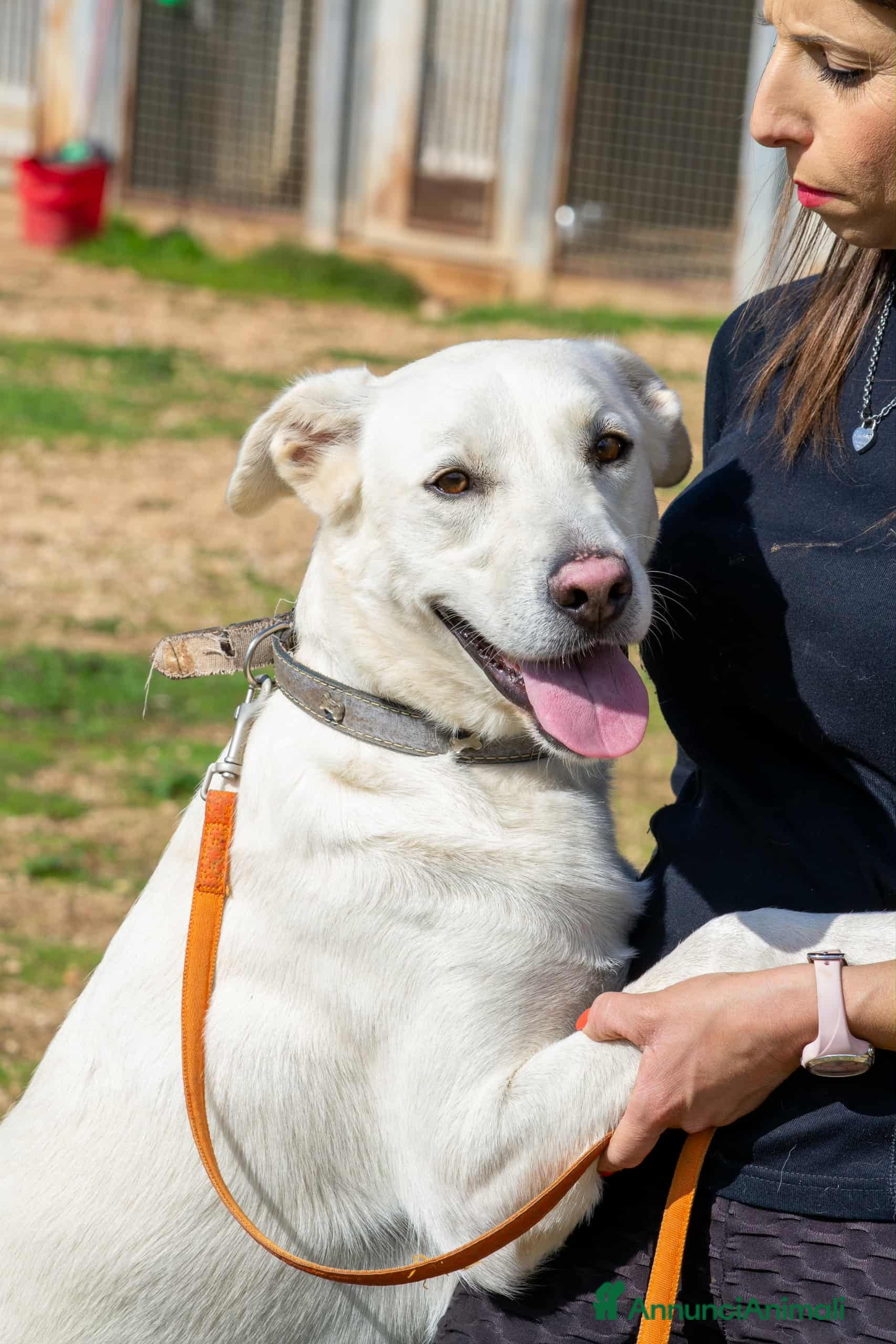 Meticcio cani Lorenzo  - Annuncio 2