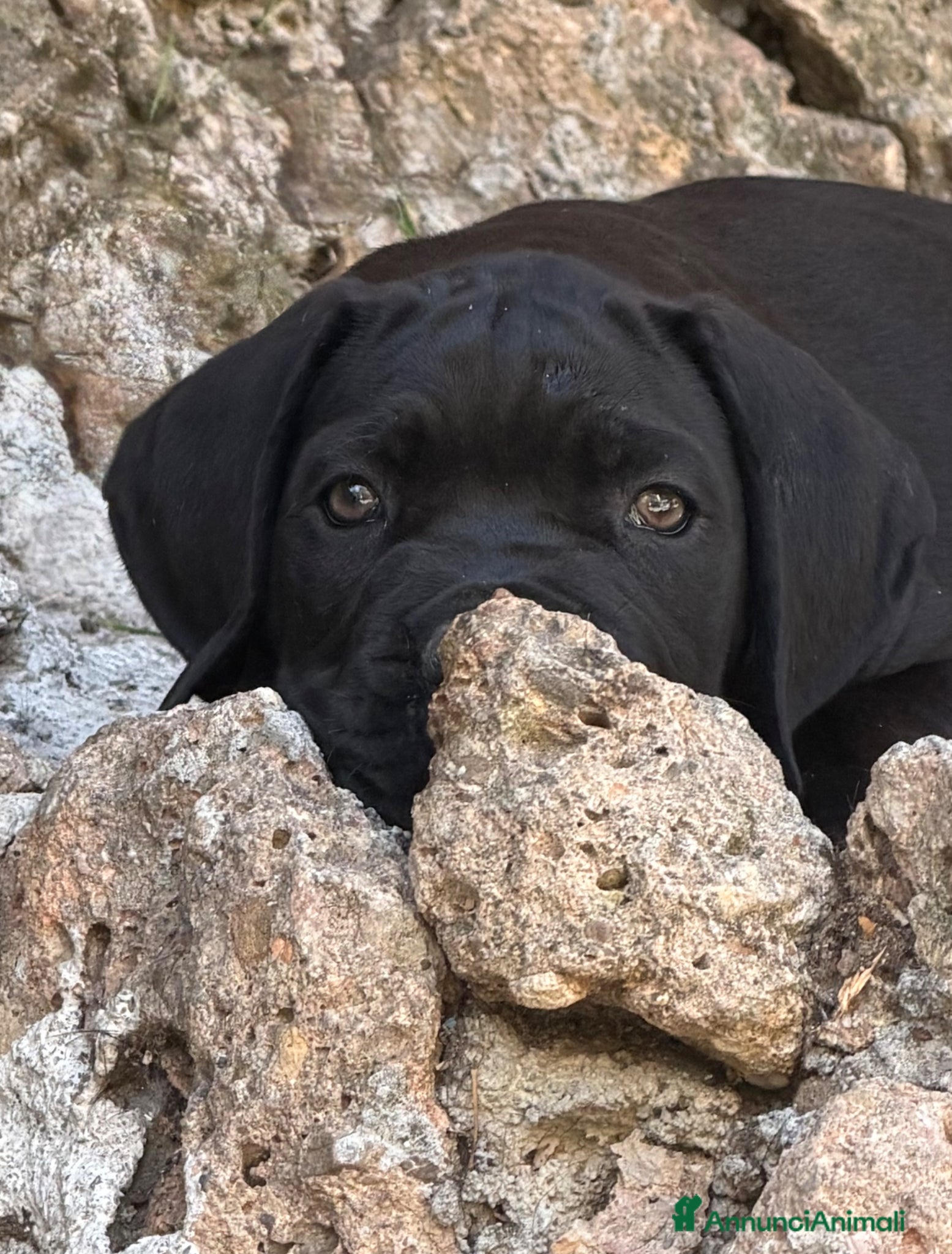 Cane Corso cani Cuccioli cane corso con pedigree  - Annuncio 6