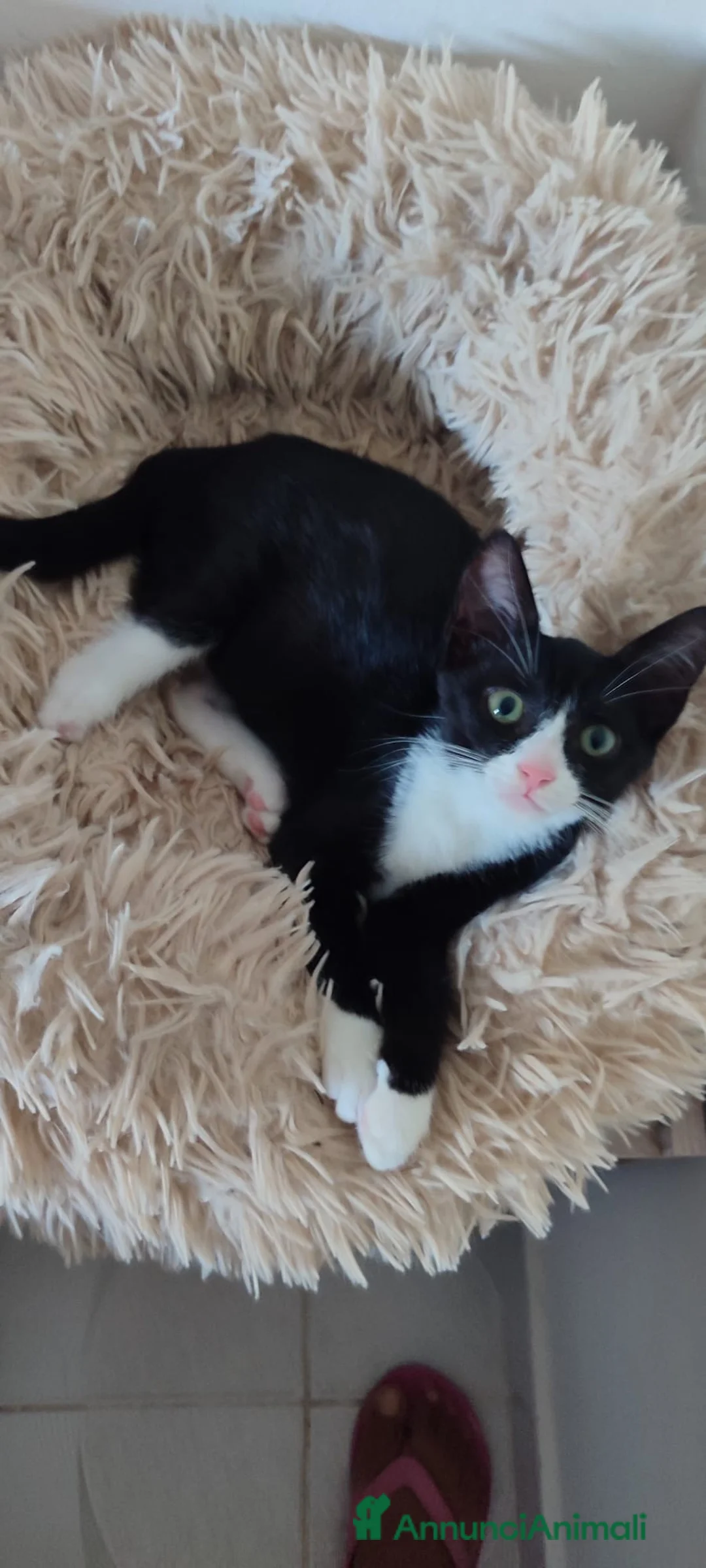 Europeo gatti in regalo: Kitty bellissima gattina dagli occhi smeraldo  - Annuncio 2