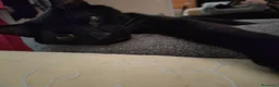 Europeo gatti in regalo: Gatto buono e da appartamento  - Annuncio 3