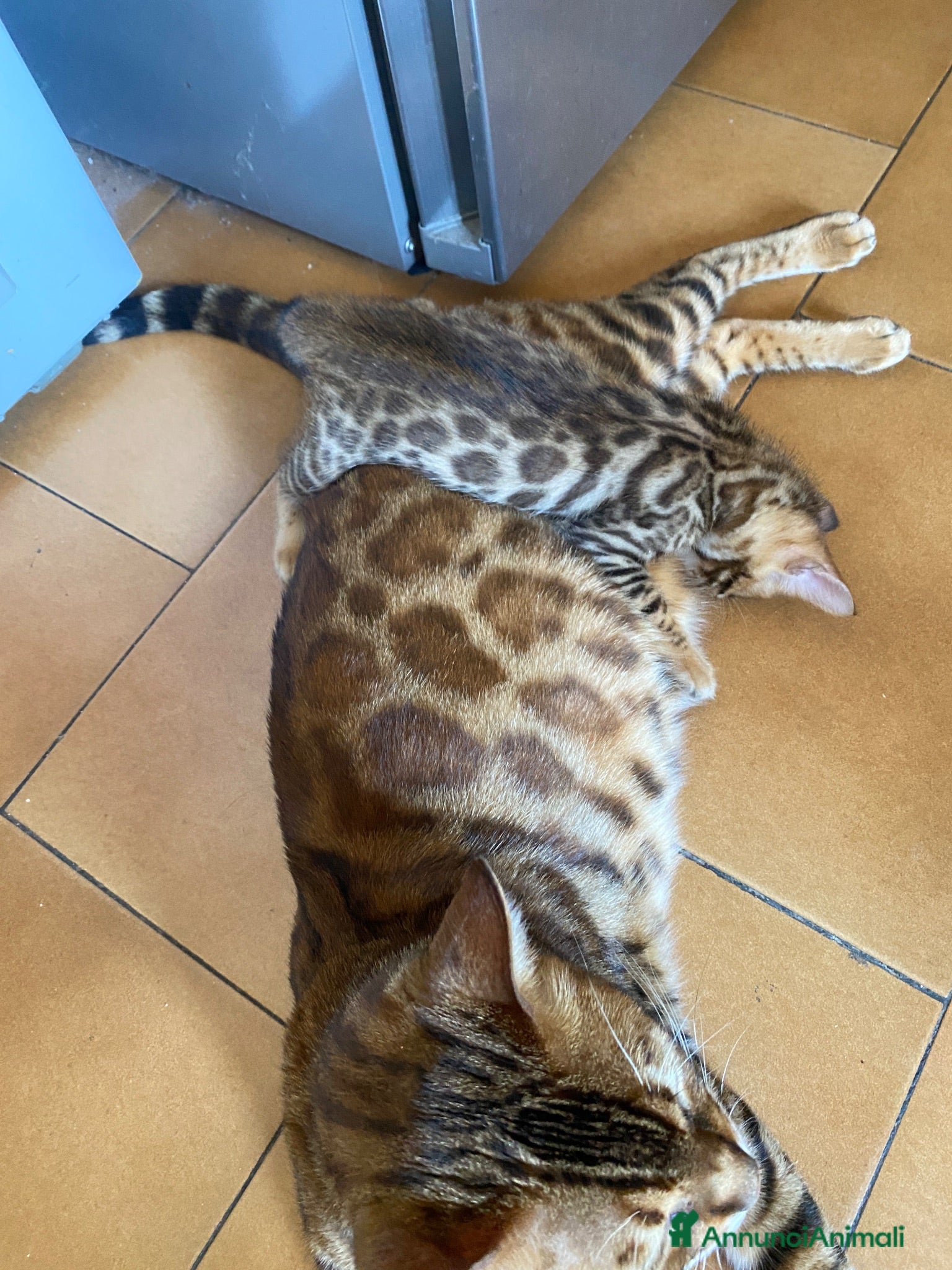 Bengala gatti Cucciole con pedigree  - Annuncio 3