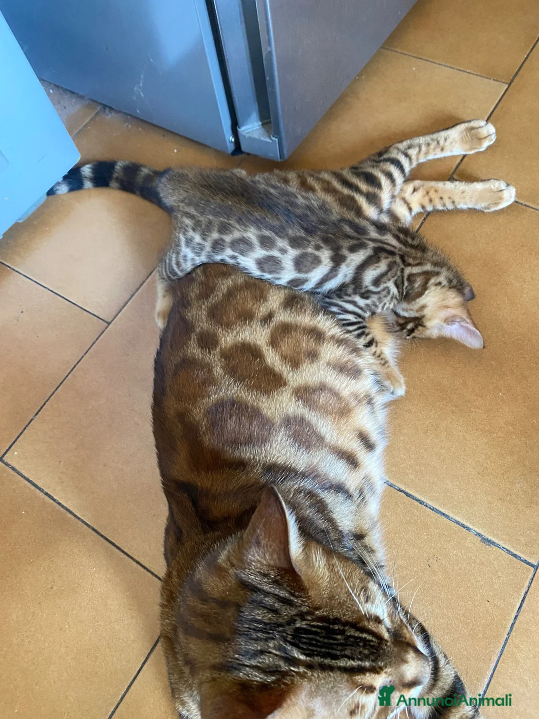 Bengala gatti in vendita: Cucciole con pedigree  a Provincia di Modena - Annuncio 1