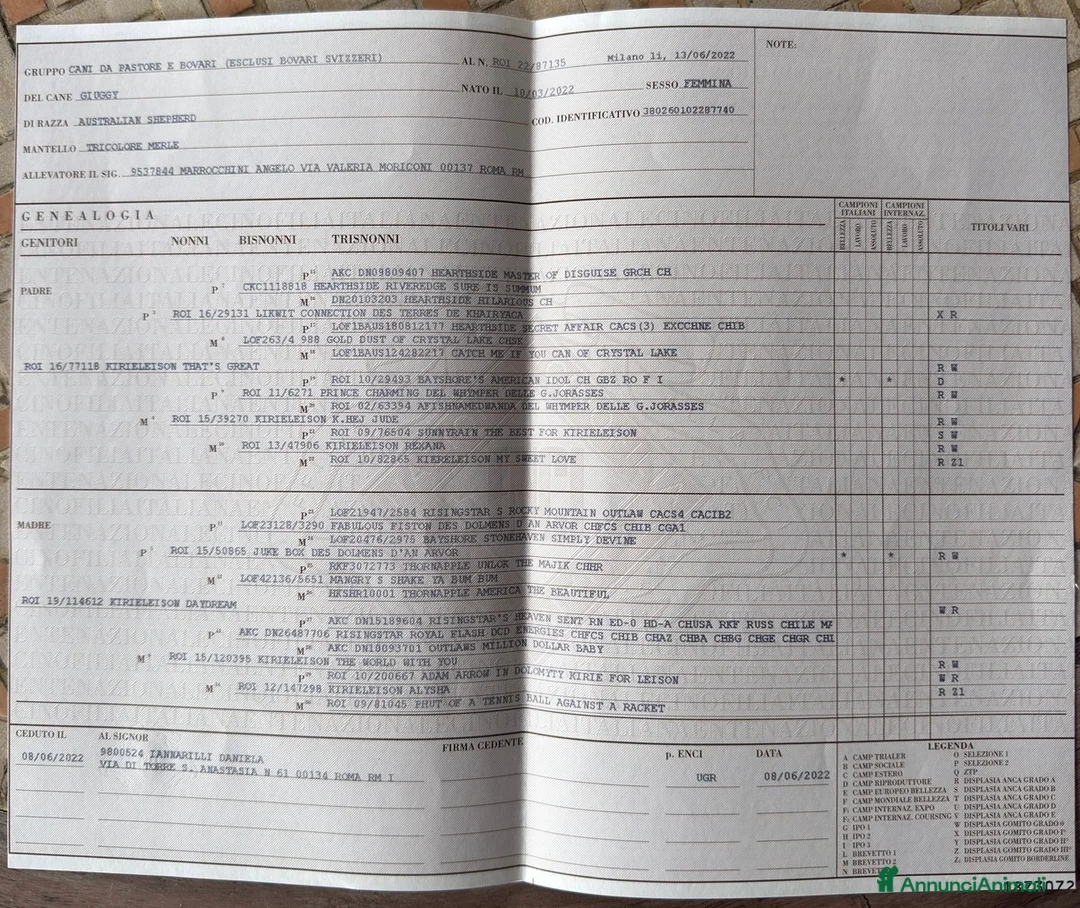Australian Shepherd cani in vendita: Annuncio Cucciolata Pastore Australiano a Città metropolitana di Roma Capitale - Annuncio 2