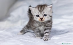 Siberiano gatti in vendita: Splendidi cuccioli gatto siberiano disponibili a Città Metropolitana di Torino - Immagine 7