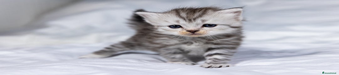 Siberiano Gattino 3