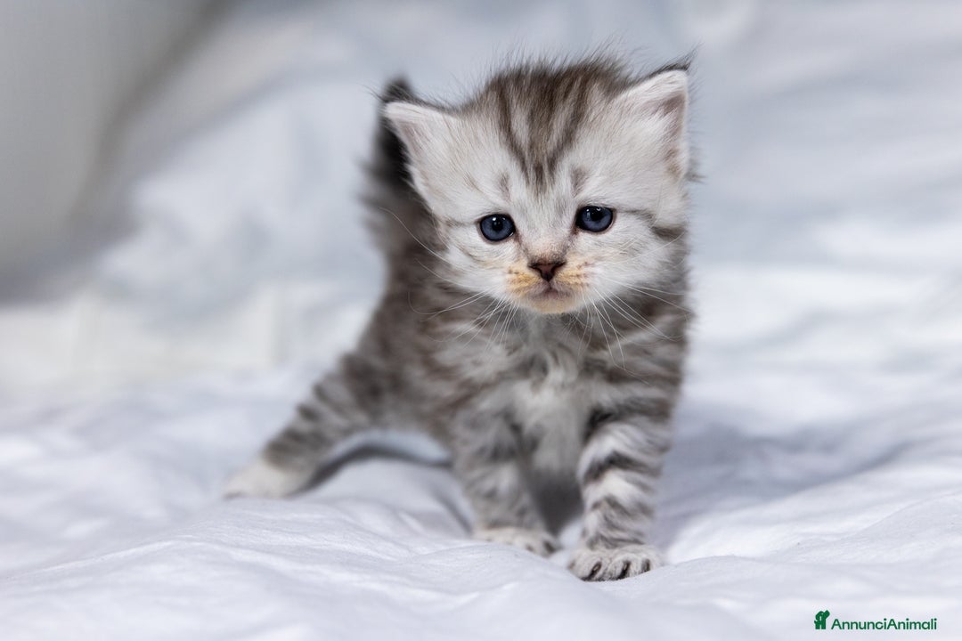 Siberiano gatti in vendita: Splendidi cuccioli gatto siberiano disponibili a Città Metropolitana di Torino - Immagine 7