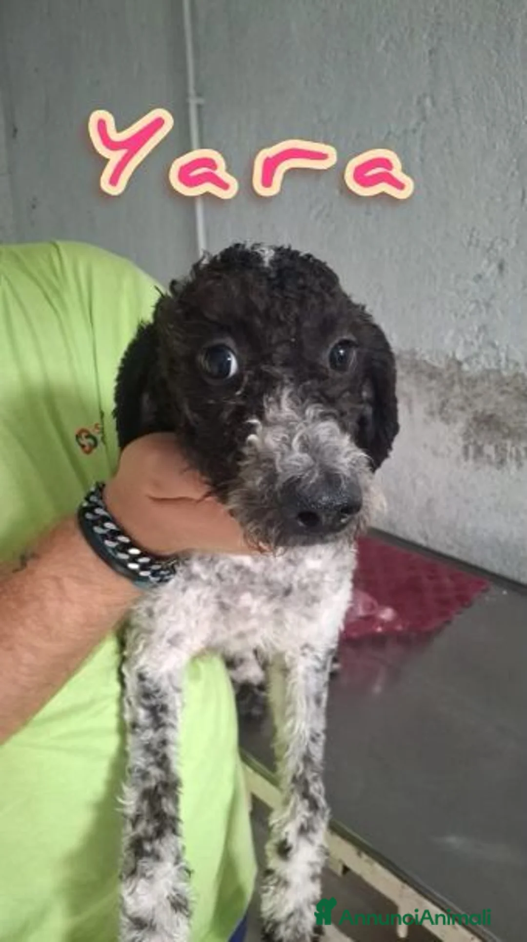 Meticcio cani in regalo: 4 tenerissimi mix lagotto - Annuncio 2