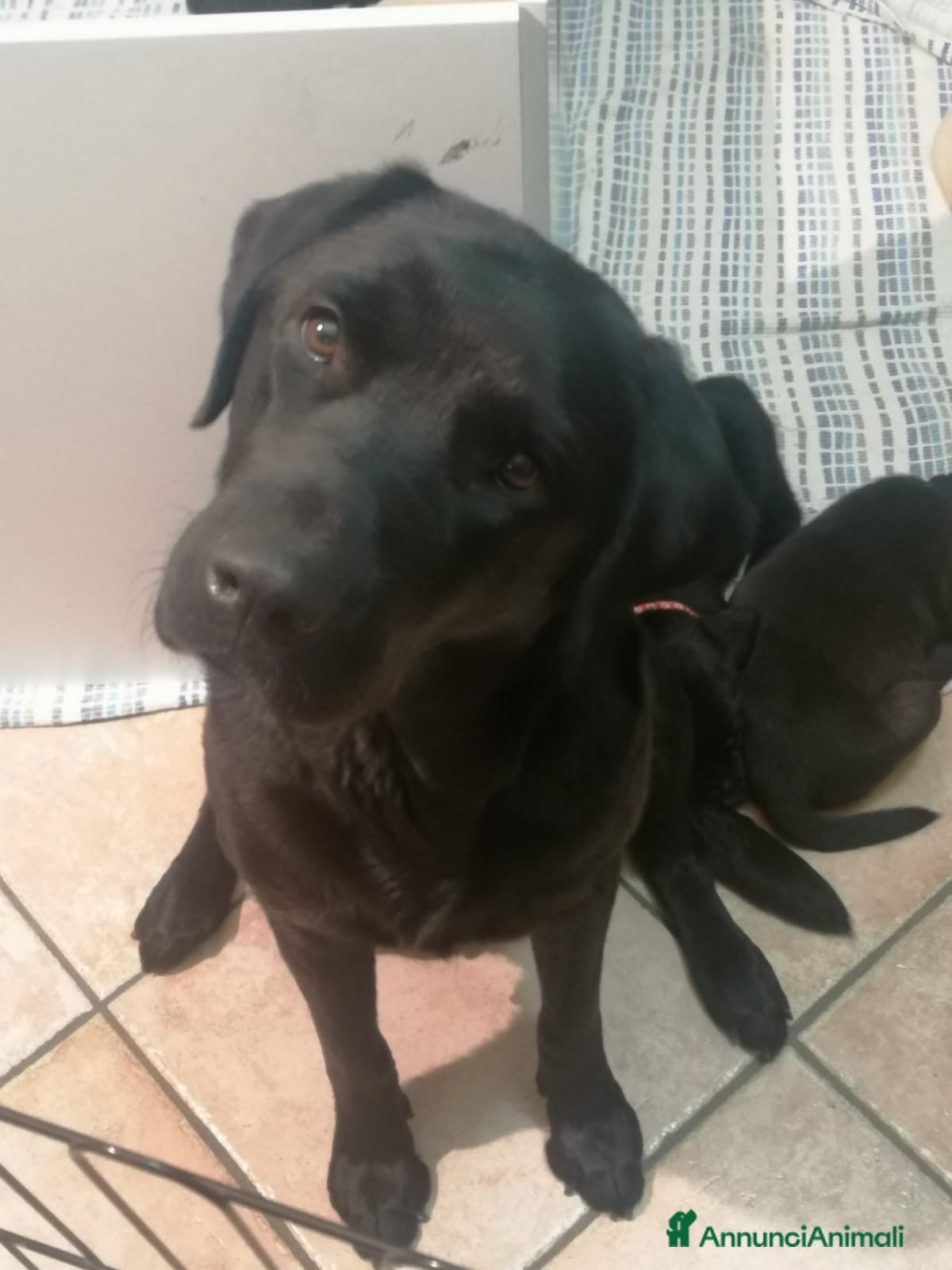 Labrador cani Labrador cuccioli  - Annuncio 1