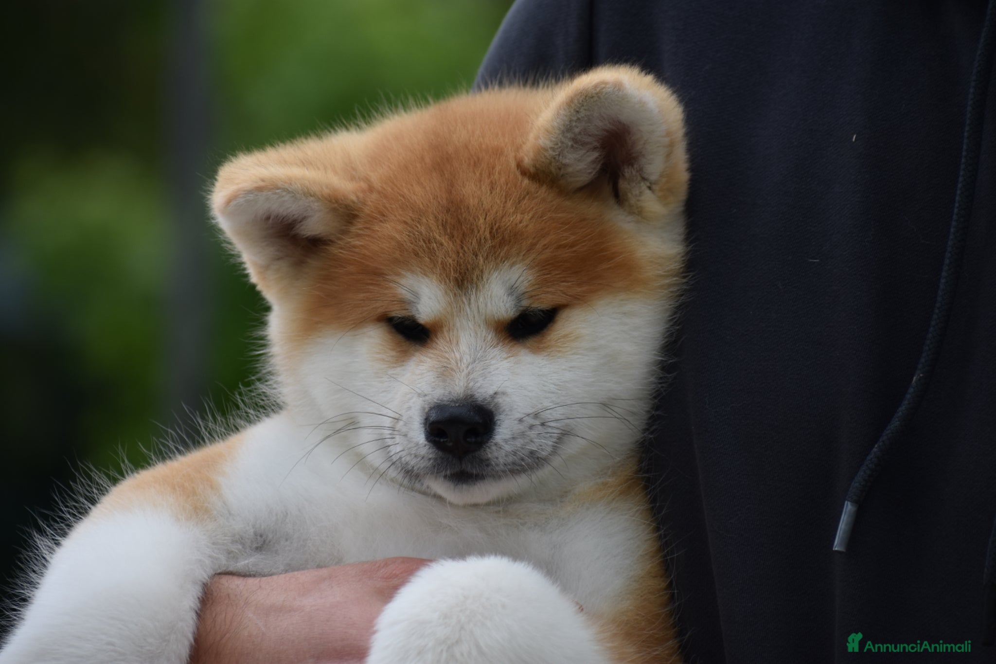 Akita Inu cani in vendita: Cucciolo Akita inu (Top Selection) - Annuncio 2