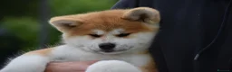 Akita Inu cani in vendita: Cucciolo Akita inu (Top Selection) a Città metropolitana di Roma Capitale - Annuncio 1
