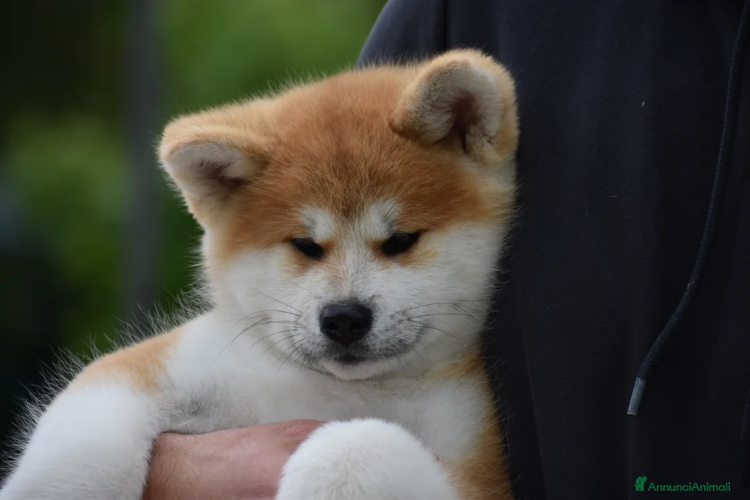 Akita Inu cani in vendita: Cucciolo Akita inu (Top Selection) a Città metropolitana di Roma Capitale - Annuncio 1