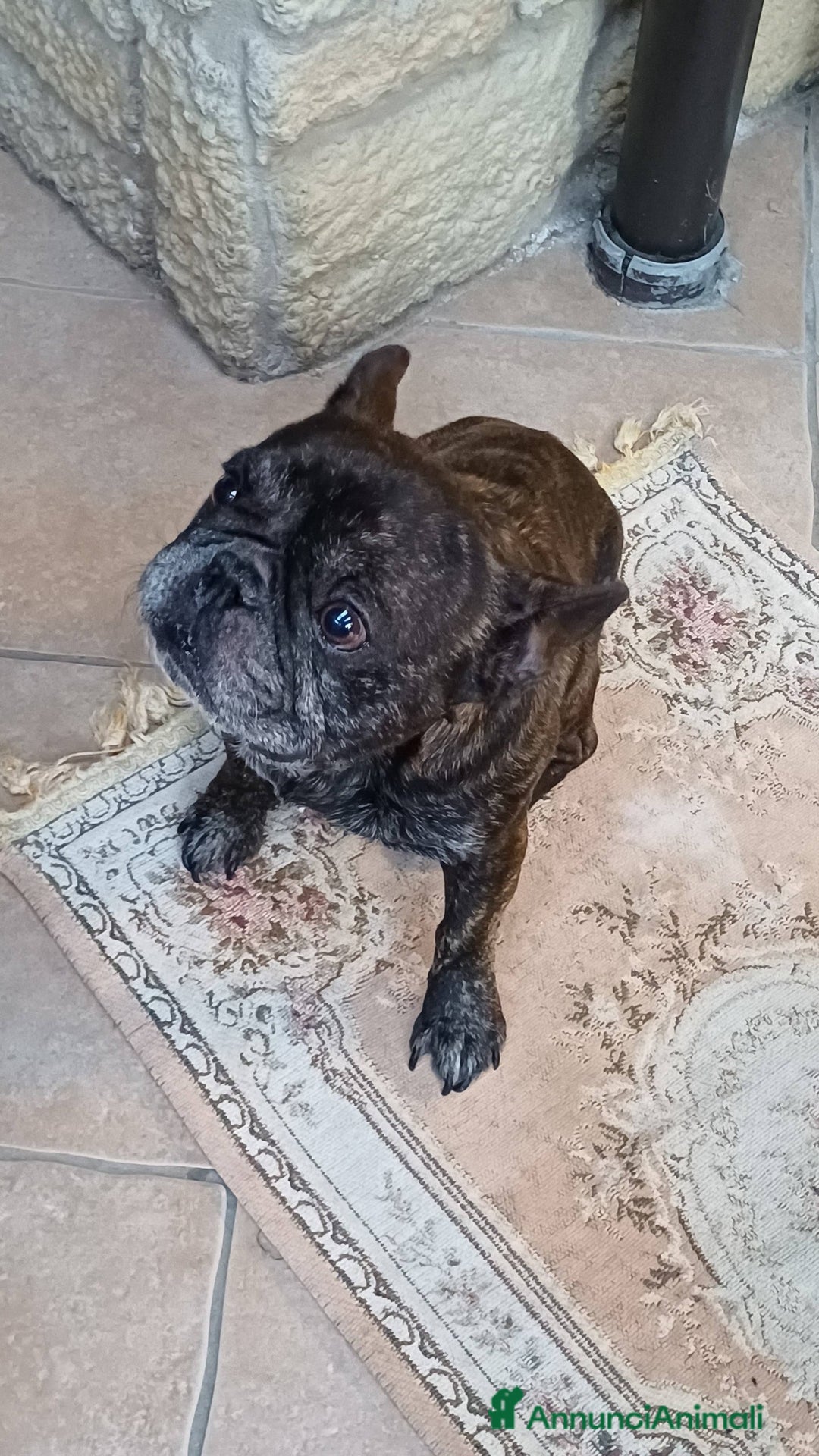 Bulldog Francese cani in regalo: King tenerissimo bulldog francese - Annuncio 2