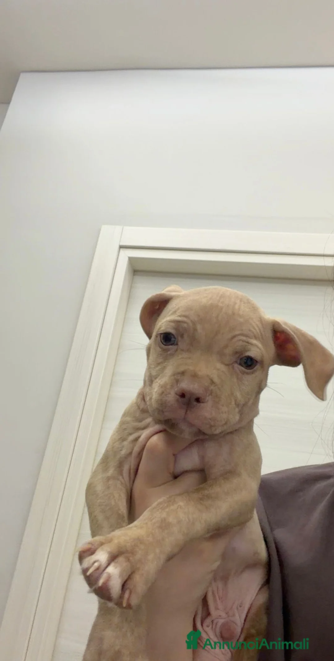 Pitbull cani in vendita: Pit Bull Red nose - Annuncio 8